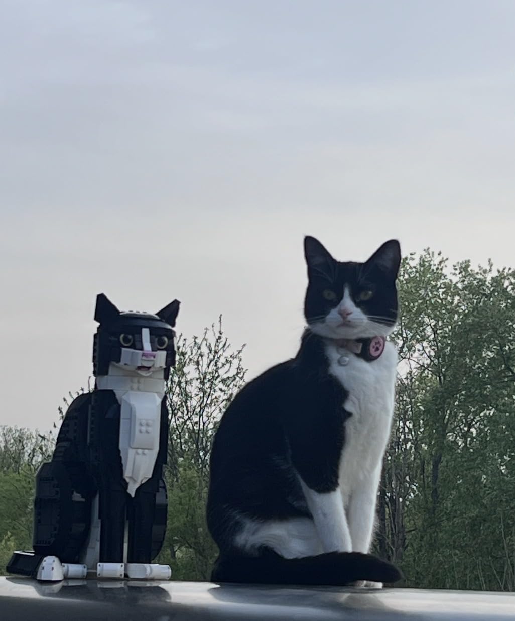 LEGO Ideas Tuxedo Cat - Building Sets for Adults, Ages 18+ - DIY Crafts Kit for Home Decor, Living Room or Bedroom - Gift for Animal Lovers - 21349 customer photo 2