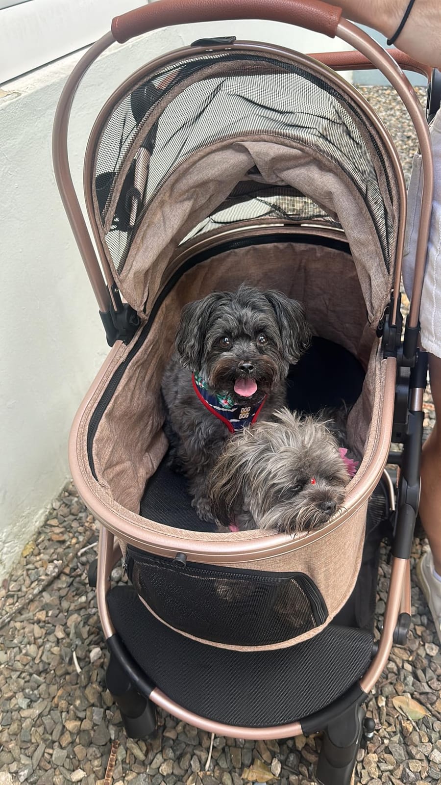 Bicystar Dog Stroller with Detachable Carrier, Rubber Wheels, 50 lbs, Grey | 3-in-1 stroller and car seat, real solid rubber wheels, fits 2 small or 1 medium pet, foldable frame customer photo 1