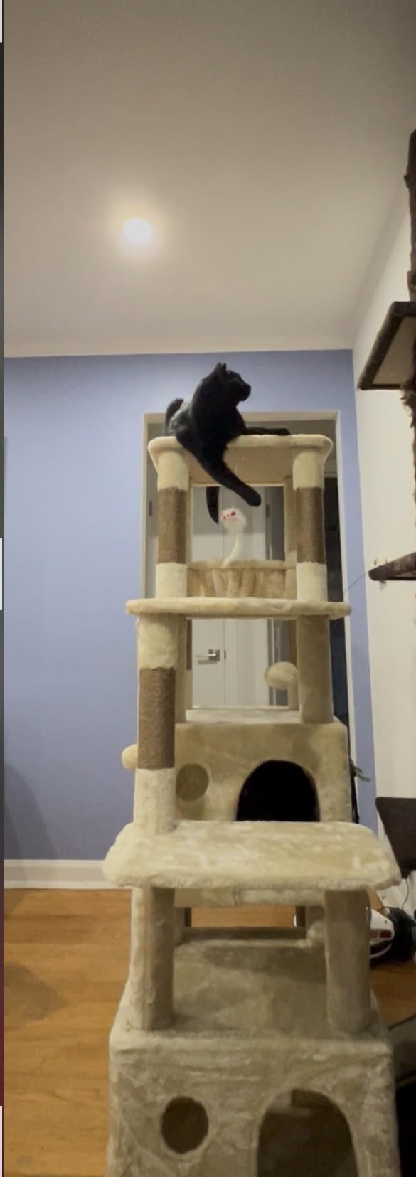 Globlazer Heavy Duty Cat Trees for Big Cats Maine Coon, F61, Dark Grey customer photo 1