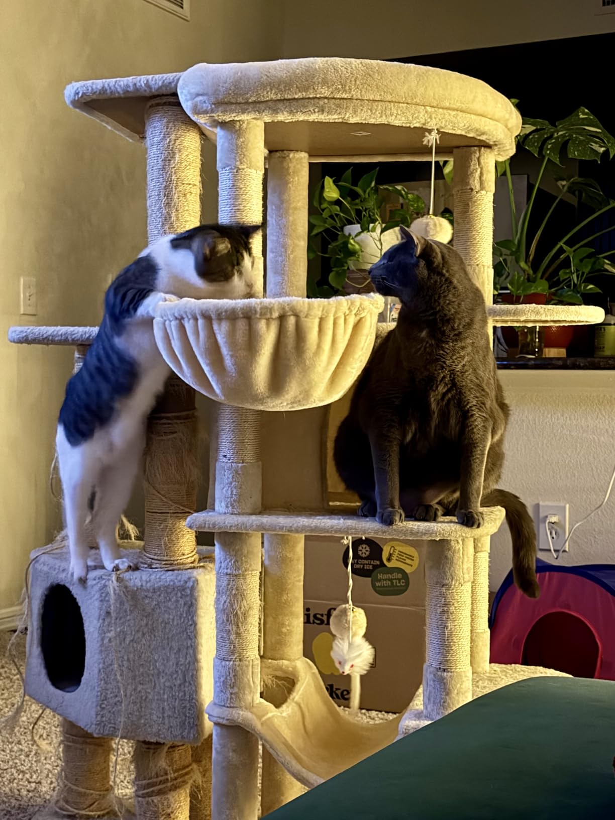 Globlazer 66inch Corner Cat Tree Tower for Indoor Large Cats, C66, Beige customer photo 1