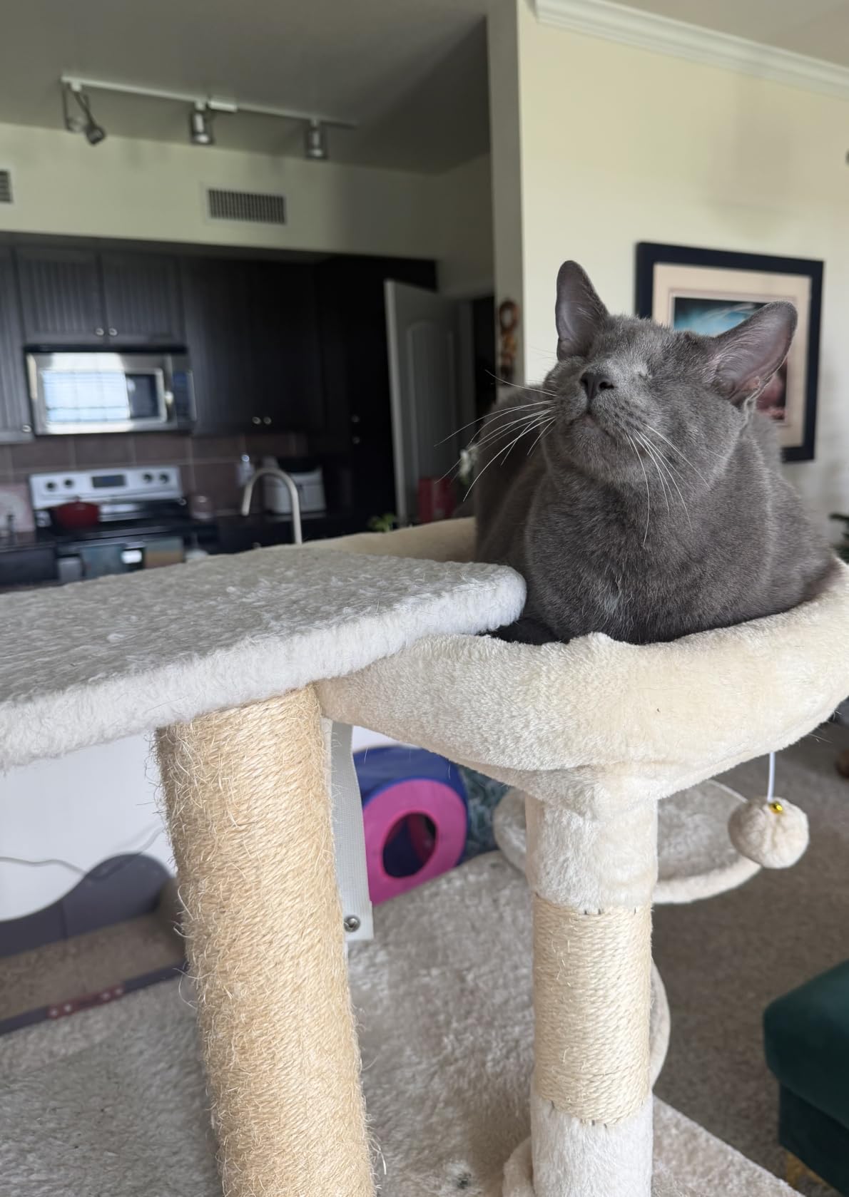 Globlazer 66inch Corner Cat Tree Tower for Indoor Large Cats, C66, Beige customer photo 2