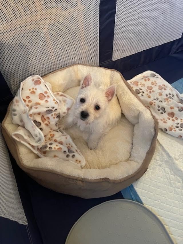 Puppy Playpen Indoor for Dog Small Pets, Dog Playpen 42x42x25 Inch, Dog Play Pen with Gate for Outdoor and Indoor, Oxford Fabric Pet Playpen for Puppy, Anti-Tipping Dog Enclosure with Zipper Door customer photo 2