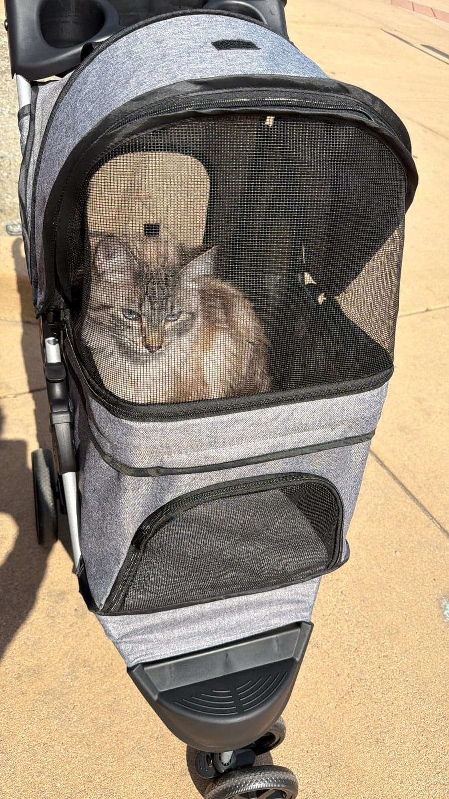 Magshion 3-Wheel Pet Stroller for Small/Medium Dogs & Cats, Up to 33lbs customer photo 1