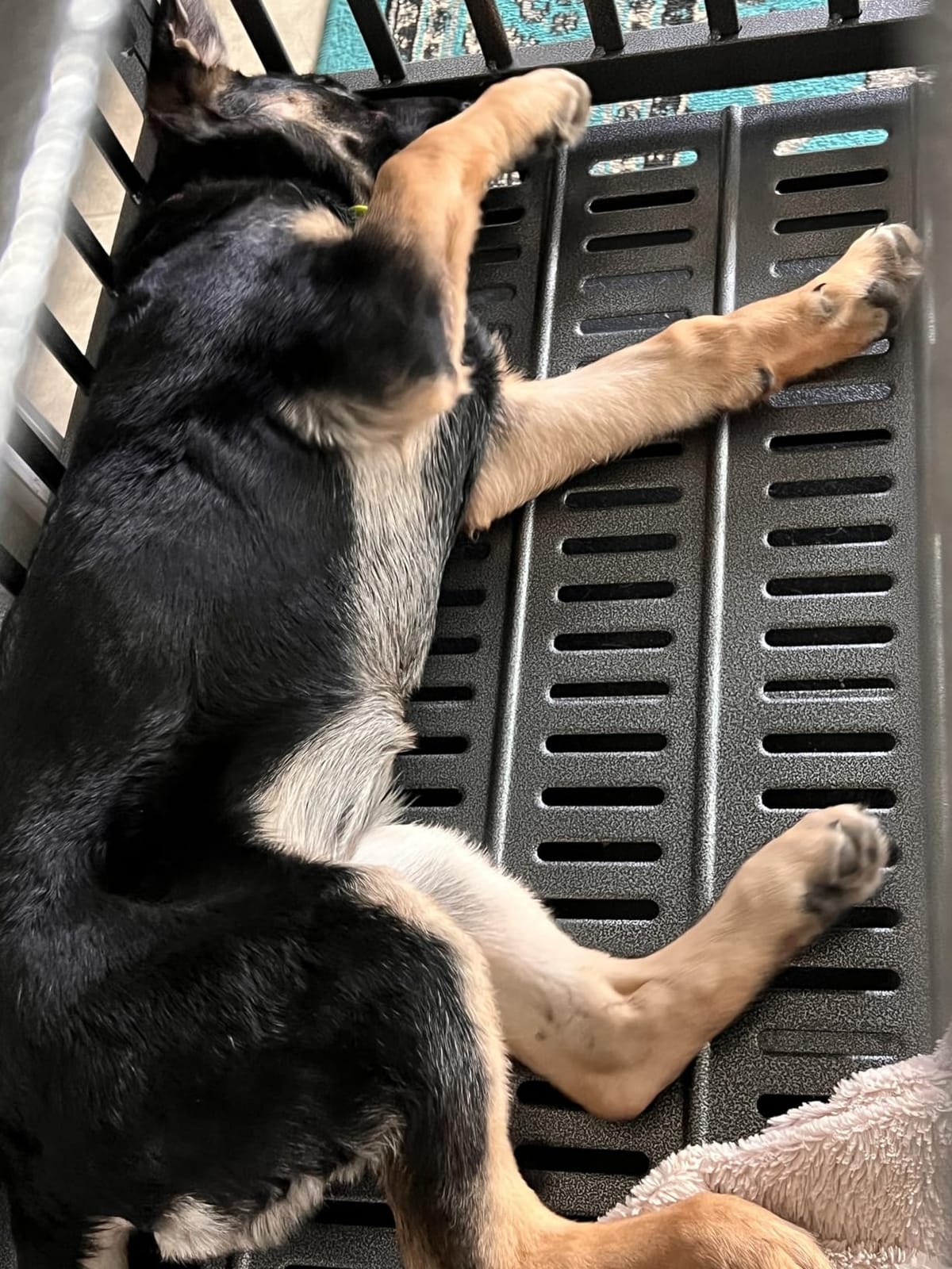 Oranland 48 Inch Heavy Duty Dog Crate,Upgraded Reinforced Baseplate customer photo 2