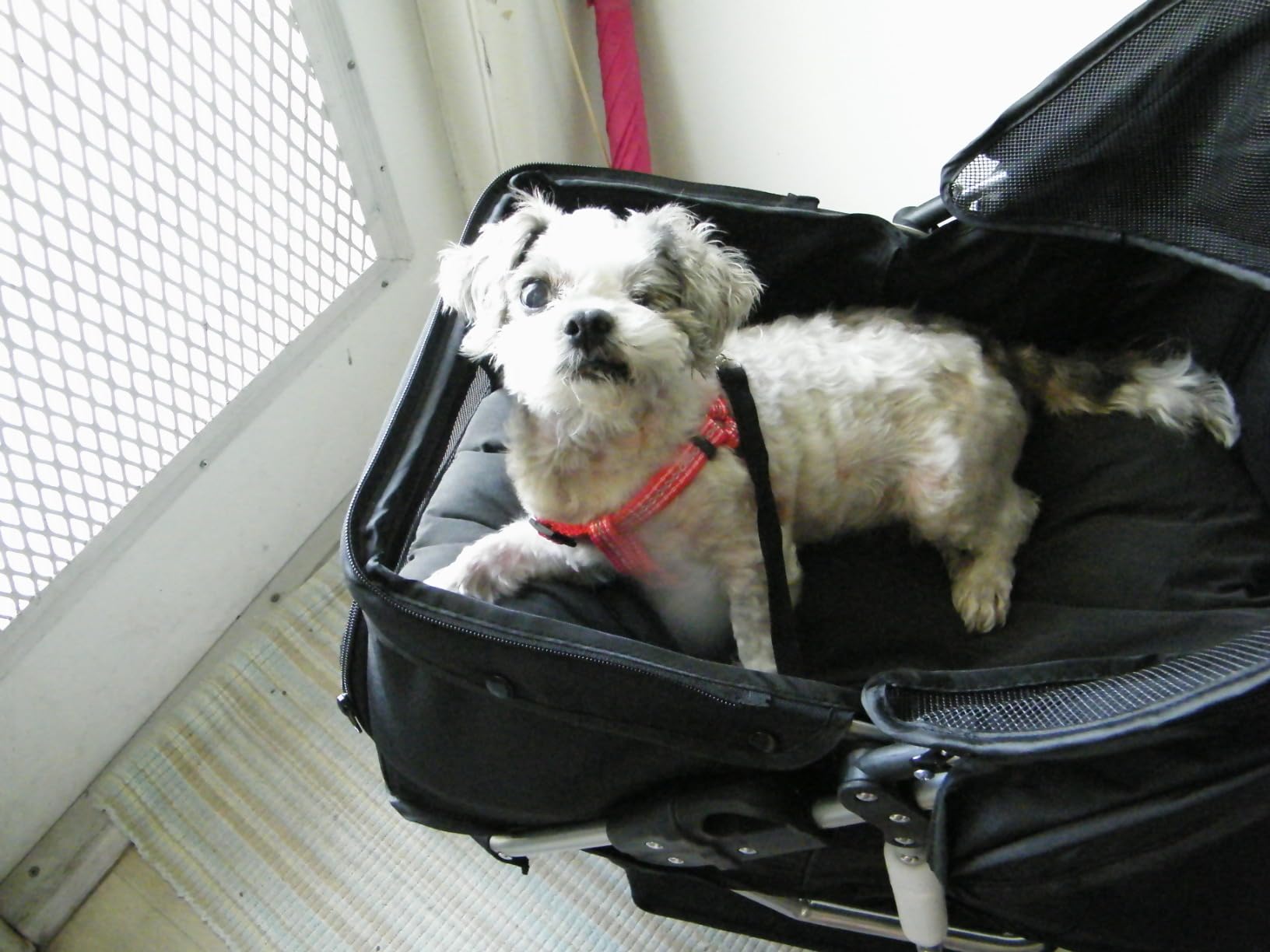 ZENY Pet Stroller for Small/Medium Dogs and Cats Foldable Dog Stroller customer photo 1