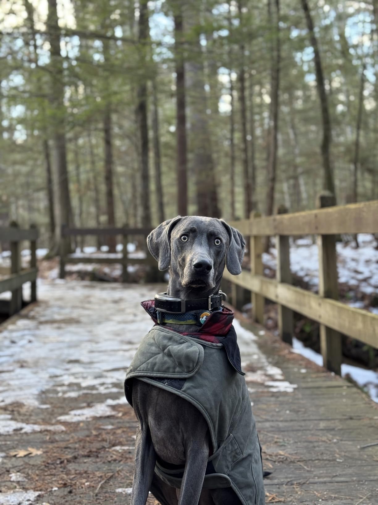 Dogtra 1900X E-Collar for Dog Training - 3/4 Mile Range, for Dogs 35 lbs+, IPX9K Waterproof, 100 Stimulation Levels, Vibration, Tone, Rechargeable - Ideal for Dog Owners and Professional Trainers customer photo 1