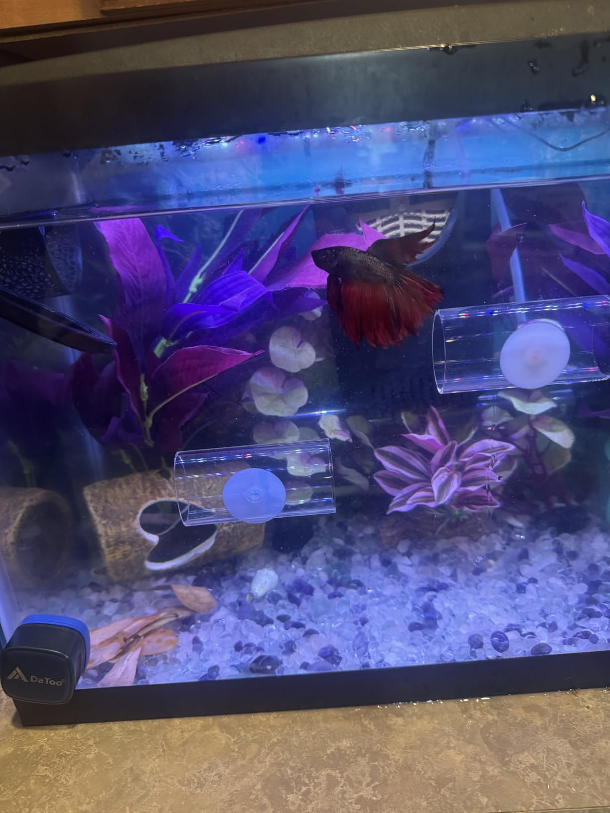 Aqueon Aquarium Starter Kit with Smart Clean Filtration and LED Lighting, Freshwater and Saltwater Fish, Perfect for Tetras, Guppies, Platies, 10-Gallon customer photo 1