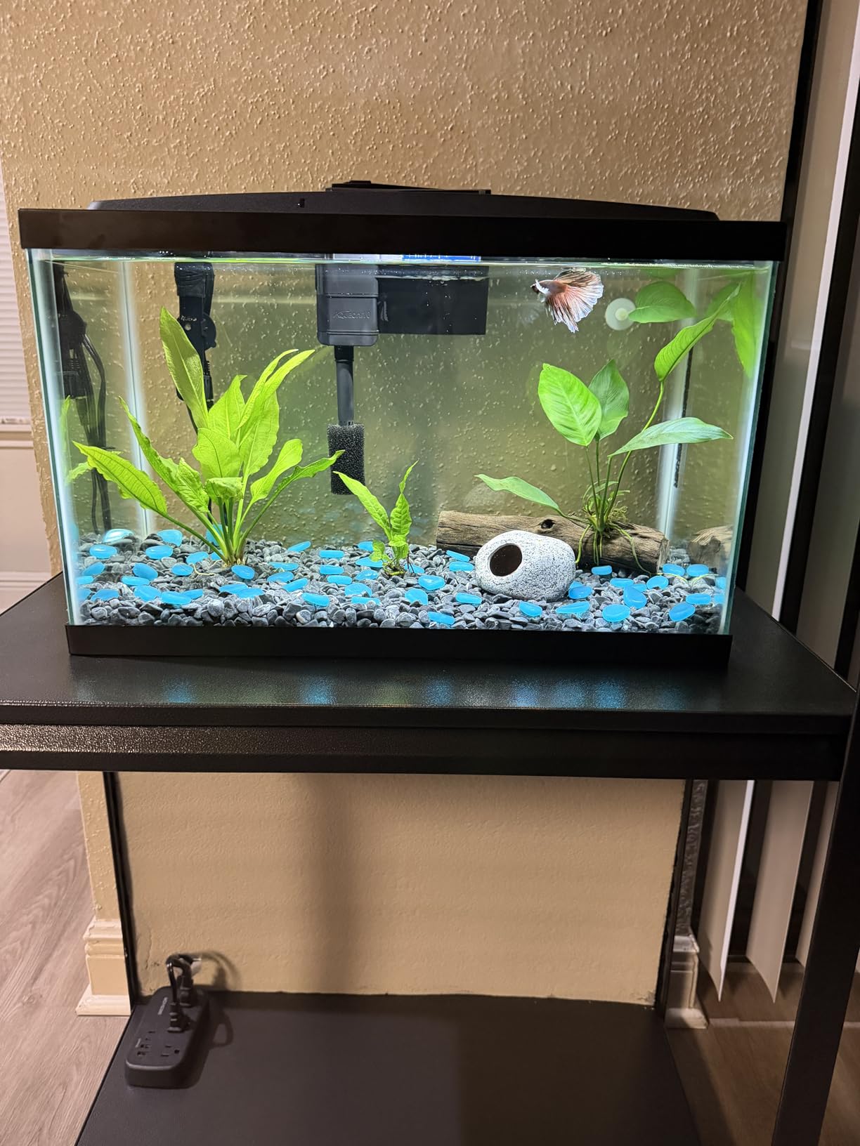 Aqueon Aquarium Starter Kit with Smart Clean Filtration and LED Lighting, Freshwater and Saltwater Fish, Perfect for Tetras, Guppies, Platies, 10-Gallon customer photo 2