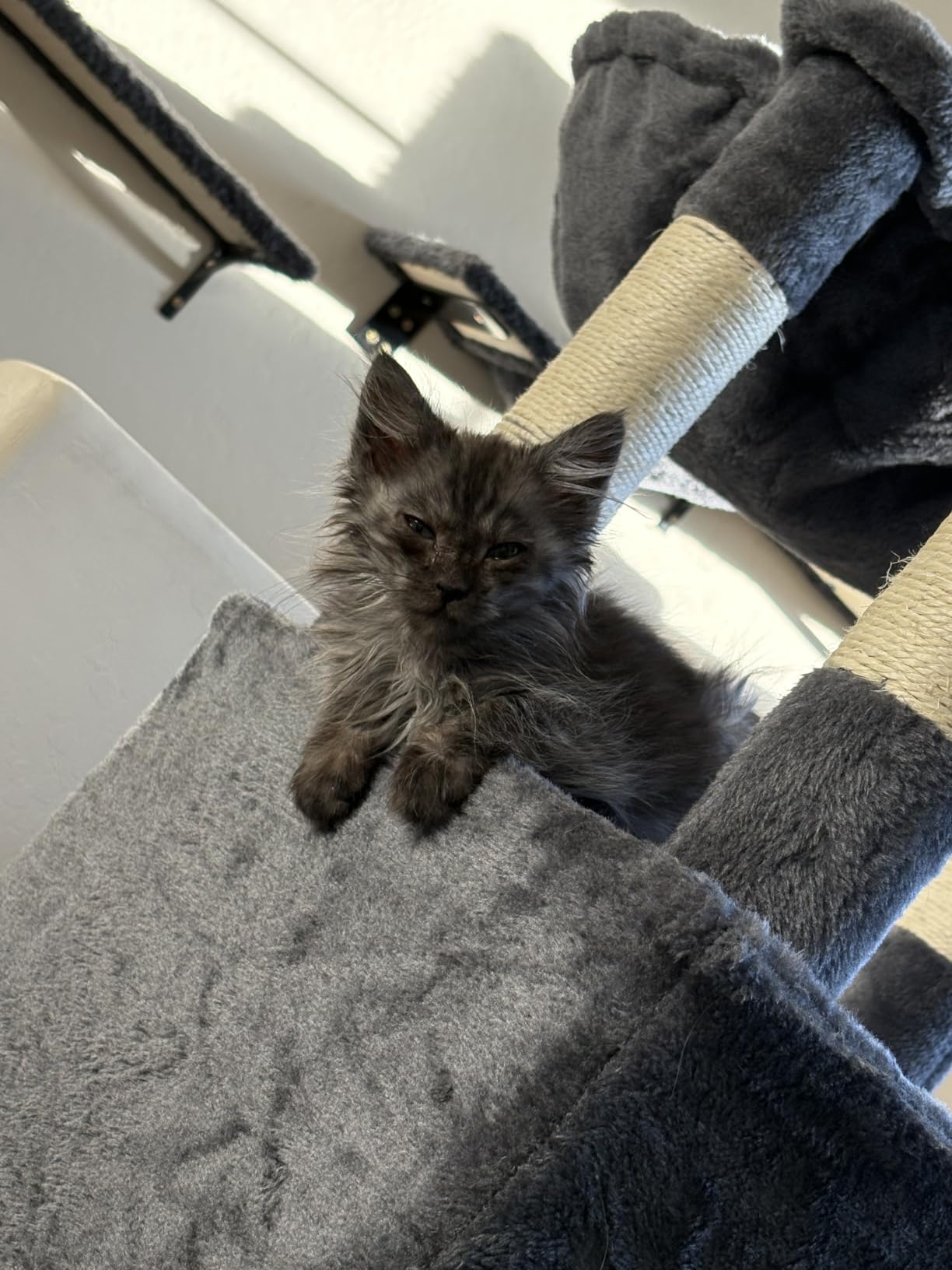 Gitelsnour Maine Coon Cat Tree, Heavy Duty Cat Tower for 20 lbs+, GCT033G customer photo 2