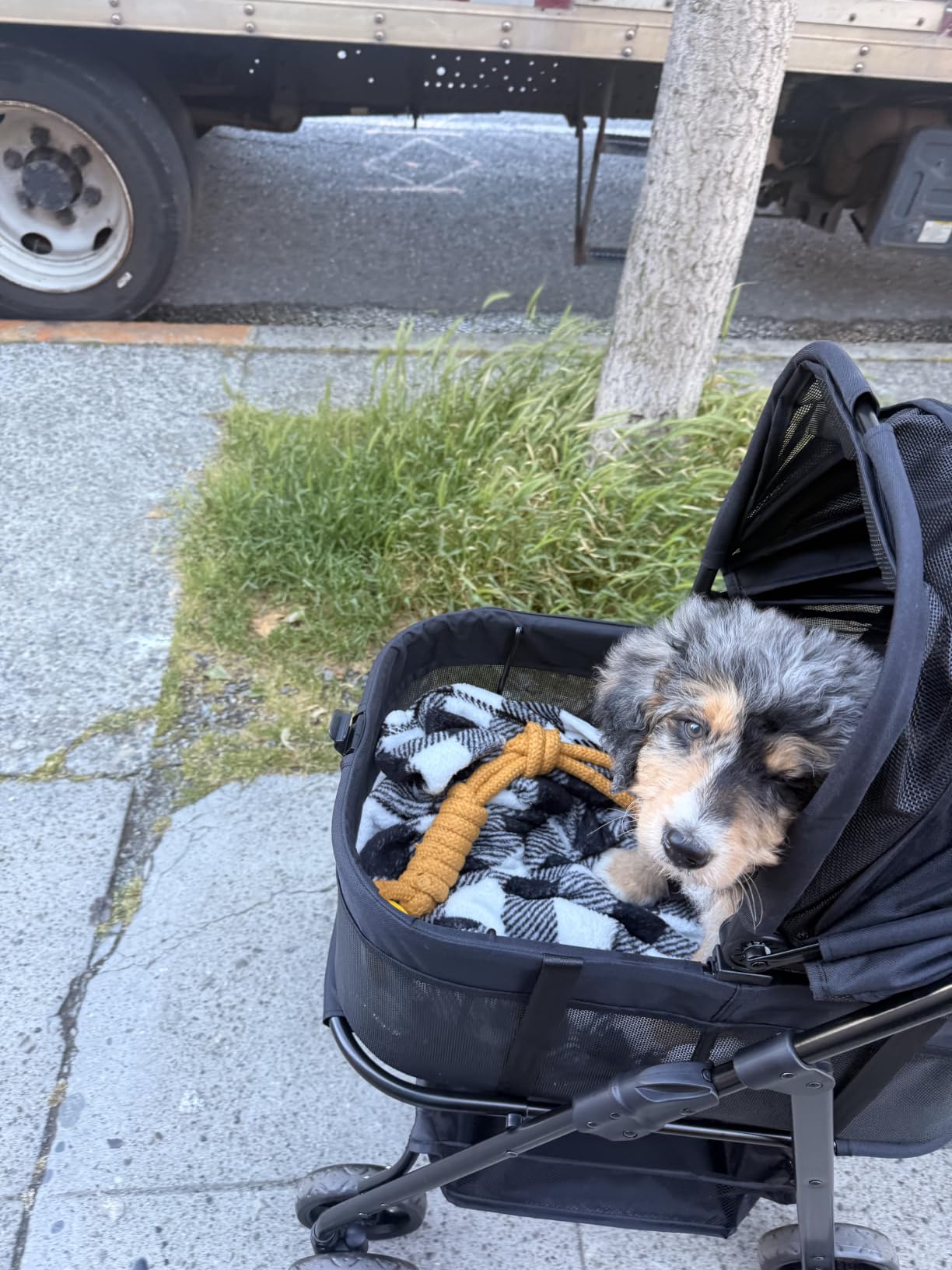 Zoosky 3 in 1 Dog Stroller, Folding Pet Stroller w/Removable Carrier | Small/Medium Dogs and Cats, Waterproof, All-Terrain & 2 Sun Shades, Car Seat, 360° Breathable Mesh customer photo 2