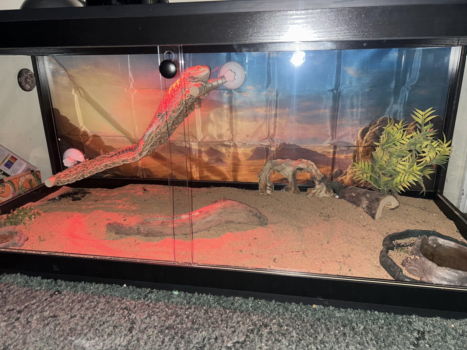 PROLEE 82 Gallon Bearded Dragon Tank, 48 x 20 x 20 Inch Tempered Glass Reptile Enclosure with Metal Mesh Top, Lockable Sliding Front Doors, Large Lizard and Snake Terrarium, Black customer photo 2