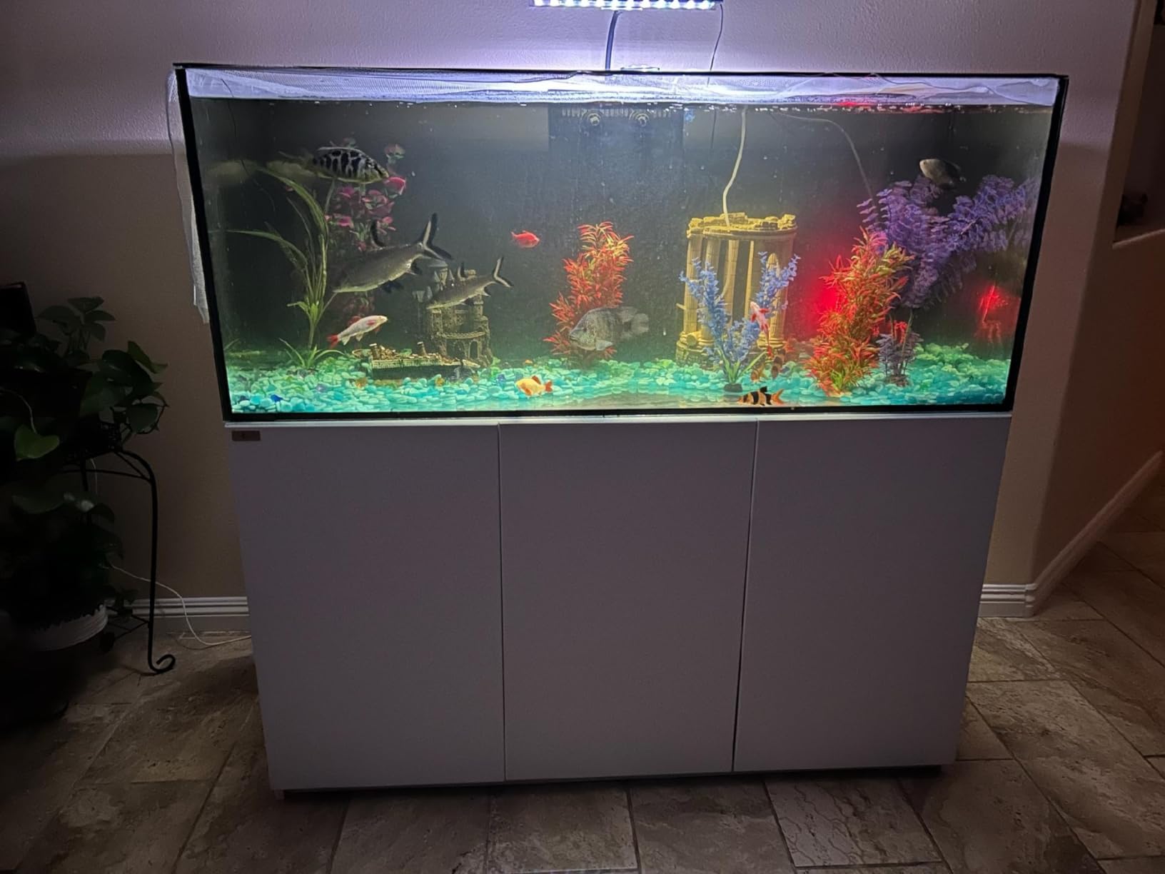100 Gallon Glass Aquarium with Aluminum Cabinet - Including Sump for Filtration and Circulation, Plumbing, LED, Black customer photo 1