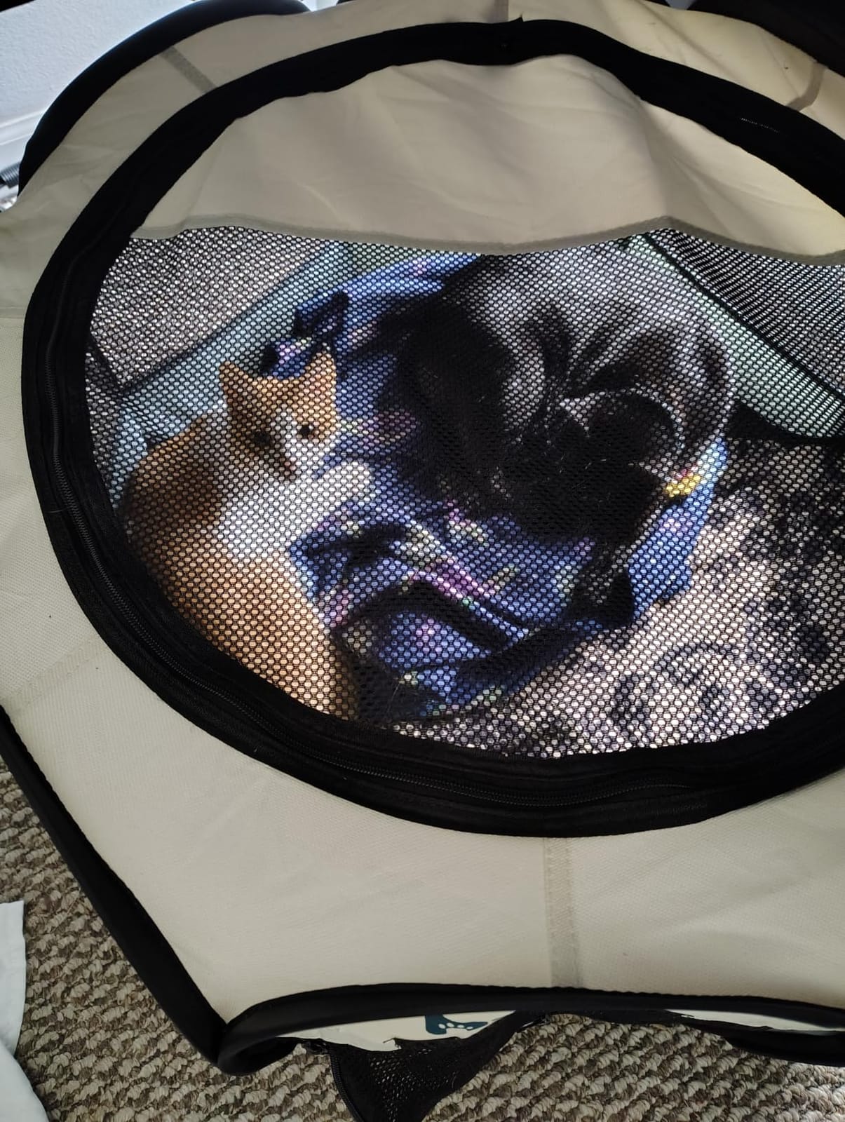 Dog Playpen, Portable Cat Playpen Crate Indoor for Dogs Cats Rabbits, Foldable Small Animal Guinea Pigs Bunny Cage Enclosure for Outdoor, Pop Up Dogs Cats Tent Kennel with Carrying Case, Grey customer photo 2
