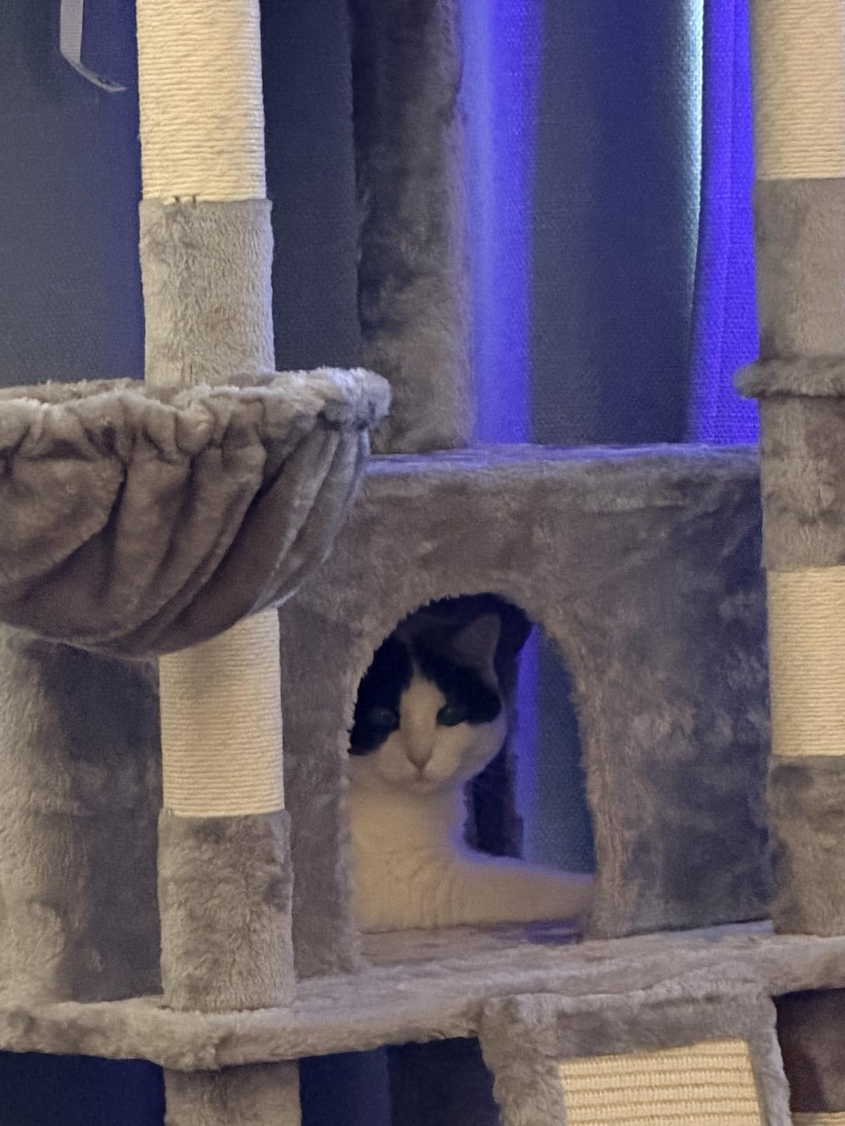 Allewie 82 Inches Large Cat Tree/House/XXL Tall Cat Towers for Big Feline/Scratching Post/Multi-Level Large Kitty Climbing Tree with Condo/Smokey Grey customer photo 2