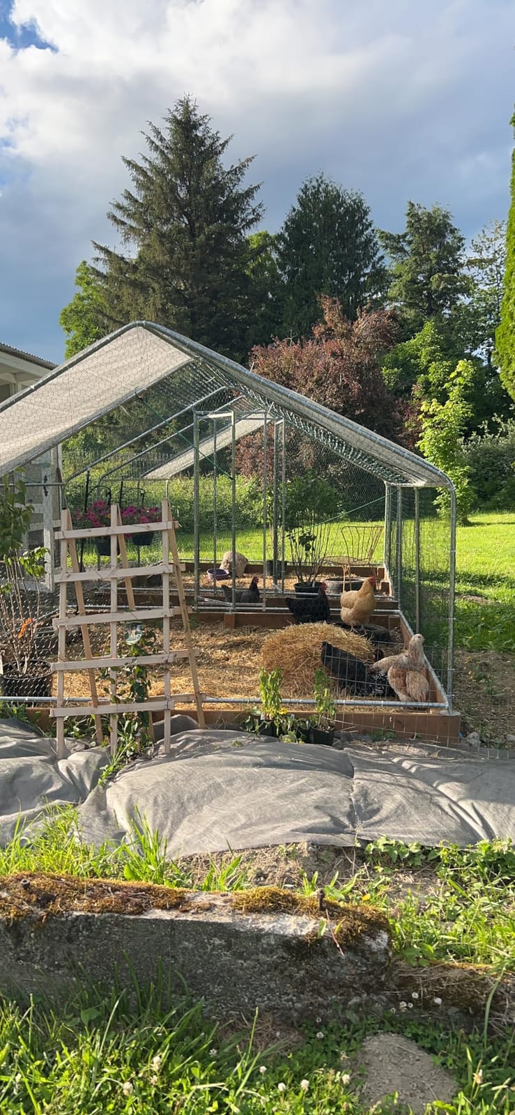 Metal Chicken Coop with Hardware Cloth, Walk-in Poultry Cage for Hen Duck | Hardware Cloth, Solar Light Included, UV-Resistant Waterproof Cover, Large Walk-in Space for 15-20 Birds customer photo 2
