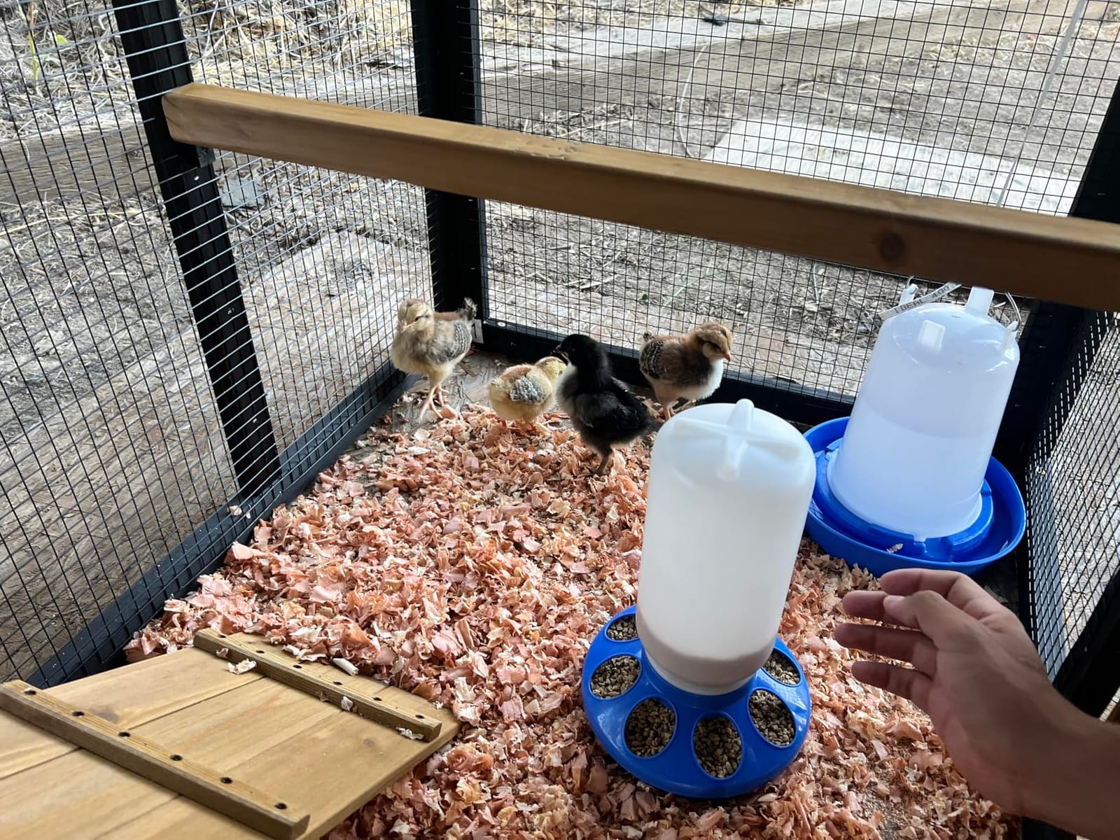 Petsfit Outdoor Chicken Coop with Run for 4-6 Chickens, 3 Nesting Boxes | 71 x 42 x 45 in; predator-resistant ground anchors, 3-door cleaning access, washable floor, 3 perches and chicken swing. customer photo 1