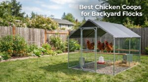 Best Chicken Coops for Backyard Flocks