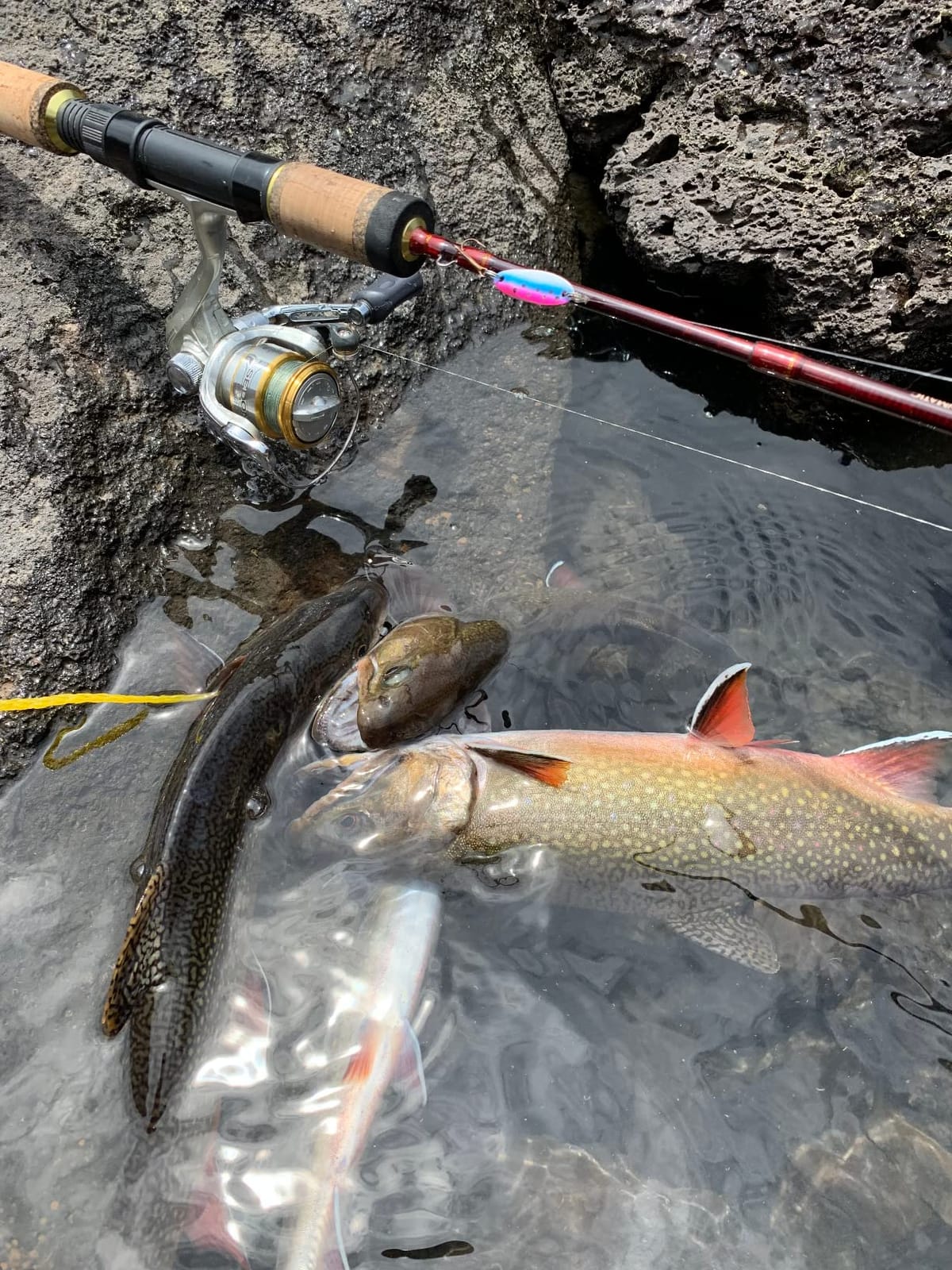 Daiwa Spinmatic-D Ultralight Pack Rods customer photo 2