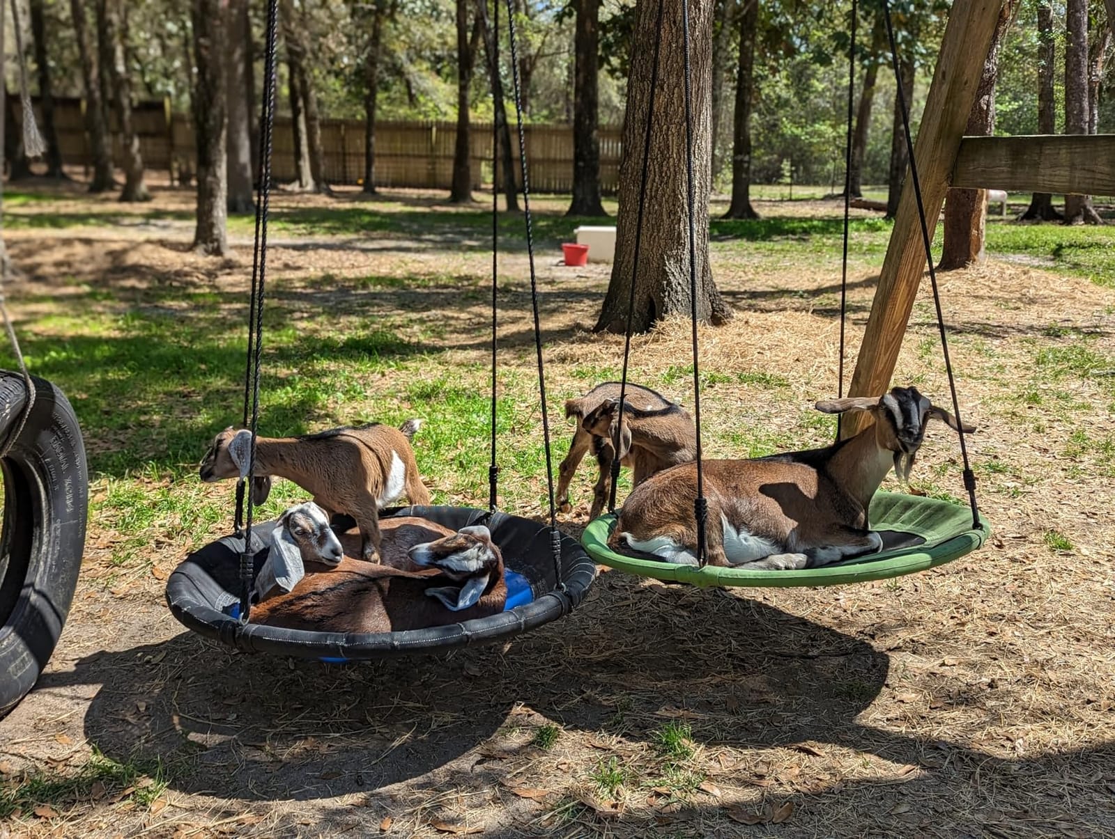 40 Inch Saucer Swing for Kids, Outdoor Tree Swing with Straps for Backyard customer photo 2